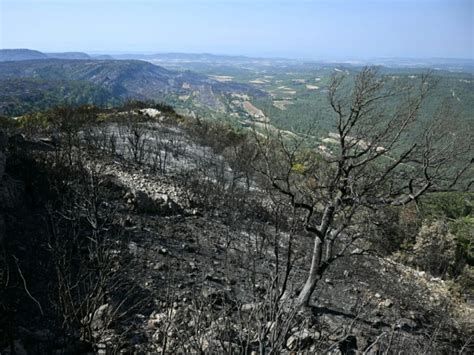 L’élevage extensif pour reprendre la terre aux grands feux
